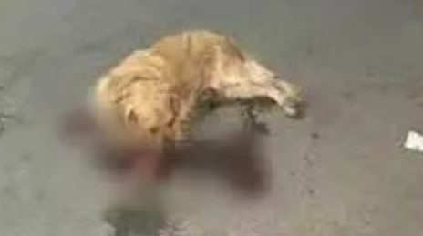 狗狗不小心弄脏了车子，主人下狠手，打断几根擀面杖！