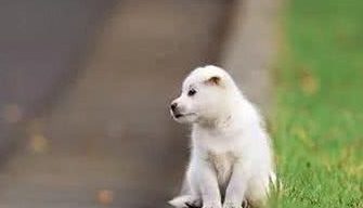 狗狗不懂礼貌怎么办？教你训练狗狗懂礼貌