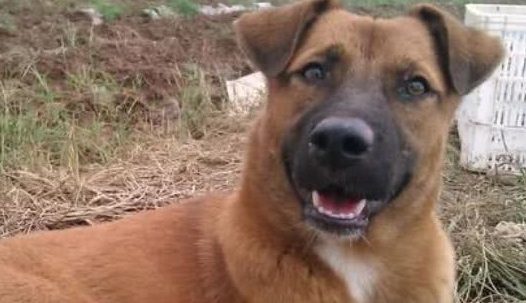 在农村里面,为何有人高价收购10年以上的老狗?