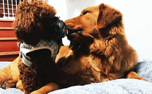 金毛被泰迪玷污了,生下小狗后,这模样让主人扎心:钛合金