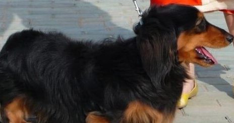 倒车轧死腊肠犬 未按规定养犬 狗主人也有责任