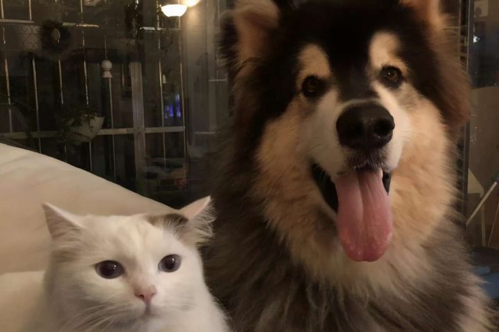 猫狗双全是种什么样的体验？ _ 宠物网