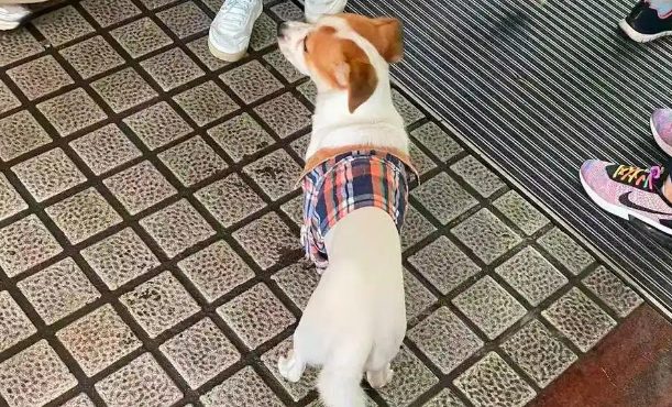 小狗国庆“被弃高速”不吃不喝苦等主人，主人：不是故意的