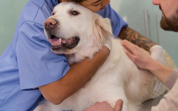 基因疗法让骨关节炎犬只重获活力，可有效缓解宠物疼痛