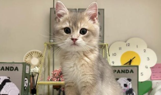 智能设备推动宠物经济千亿级增长，迎来新机遇