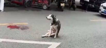 通报：一流浪哈士奇撕咬家禽、咬伤店主后被店主砍伤