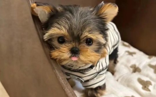 钛合金假肢让残疾小狗重获新生，科技果然能带来温暖