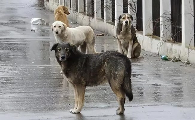 流浪动物救助的科技化转型，追觅公益“小流浪饱护计划”