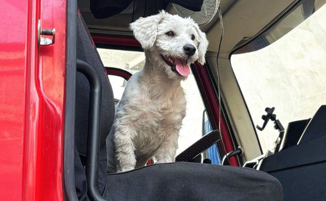 跨国寻宠：从韩国狗肉农场到美国新家