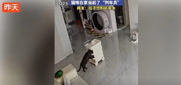 吉林小猫家中化身“列车员”，推着零食车满屋跑