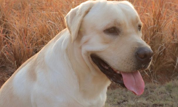 全球首个宠物基因身份证系统落地，让理赔更简单