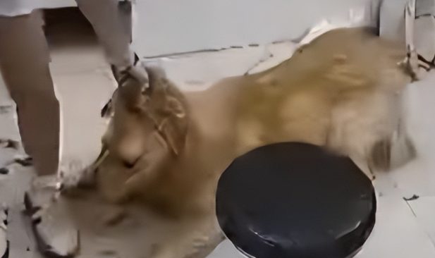 金毛洗澡后死于宠物生活馆，主人指控遭粗暴对待