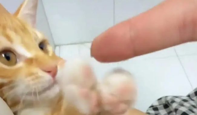 狸花猫趴在院里冷脸看家，看见奶奶后秒变小乖乖