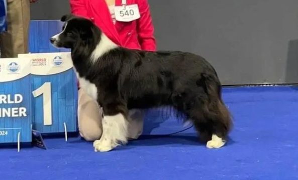 全球顶级犬展冠军花落中国繁育犬，中国犬再创佳绩！