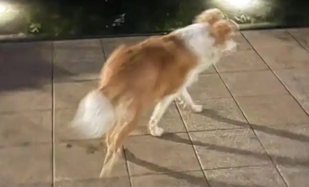 狗狗走失200多天后回家，主人：它逃回来的，前腿关节都磨破了